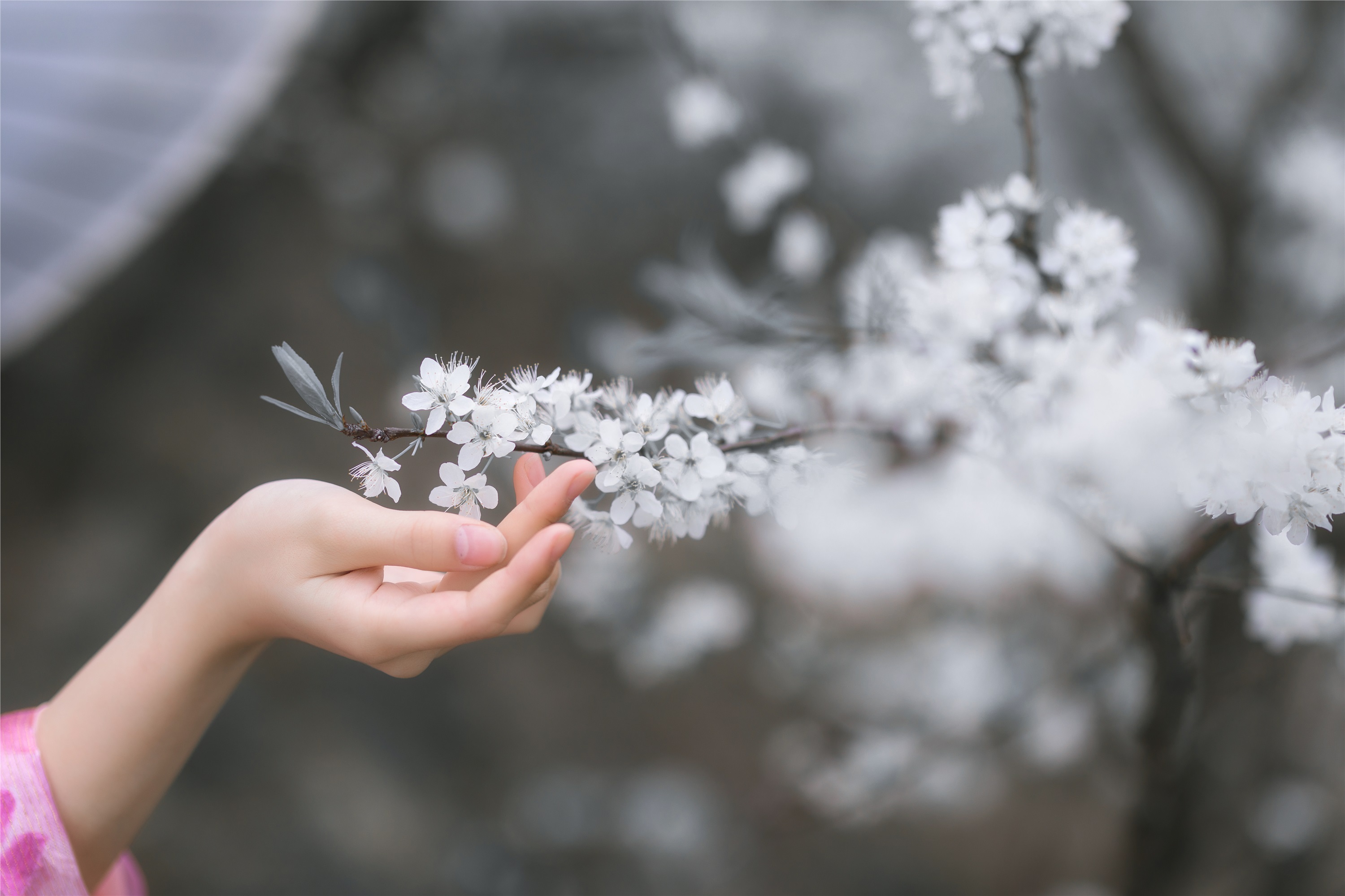 YITUYU art picture language 2021.08.28 Apricot flower string outside rain Zhao Ruijie _ez